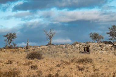 Dağlarda bir ağacı olan güzel bir manzara.