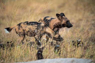 Vahşi doğadaki Afrika sırtlanı.