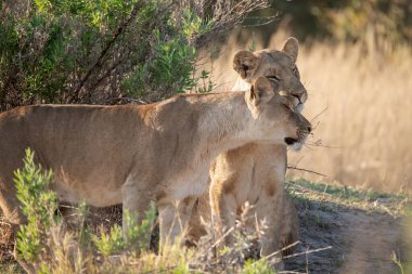 Güney Afrika 'daki Kruger Ulusal Parkı' nda çalılıklarda yürüyen dişi aslan..