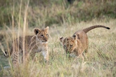 Masai Mara Ulusal Parkı 'nda çita ve aslan.
