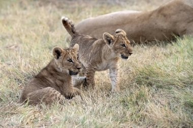Genç aslan yavrusu annesiyle birlikte Güney Afrika 'da çimenlerde.