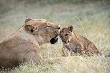 Aslan yavrusuyla birlikte otların üzerinde dişi aslan.