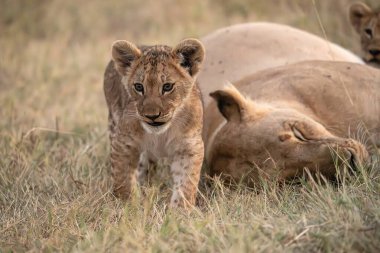 Aslan yavrusu çimenlerde.