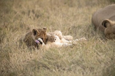 Anne ile aslan yavrusu