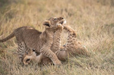 Çita çimenlerde oynuyor.