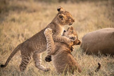 Yavru bir anne oynuyor.