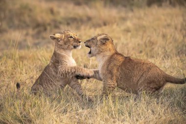 Aslan yavrusu doğayla oynuyor.