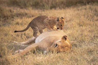 Dişi aslan ve yavru otların arasında oynuyorlar, Kenya, tanzanya