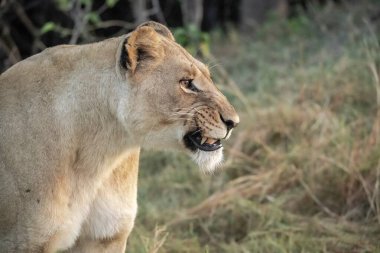 Güney Afrika 'daki Kruger parkında aslan var.