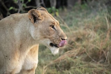 Bir dişi aslana yaklaş.