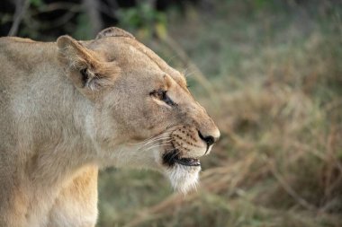 Güney Afrika 'da kameraya bakan iri gözlü bir dişi aslana yaklaş.