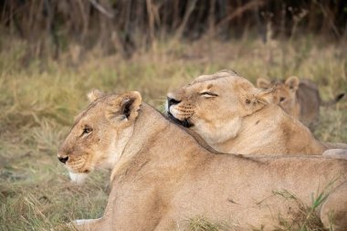 Çimlerde iki erkek aslan.