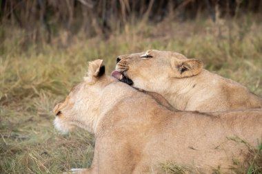 two lions playing in the grass
