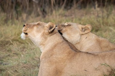 Kenya 'daki savanda aslanlar