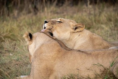 Afrika 'da savanadaki aslan