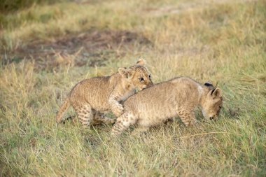 Kenya Masai Mara 'da aslan yavrusu doğada