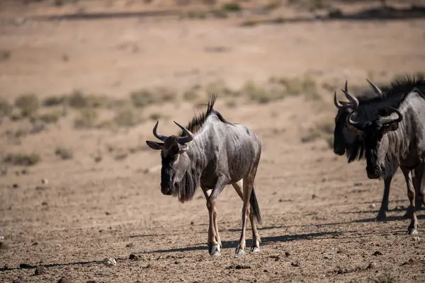 Namibya 'da vahşi Afrika bufalosu