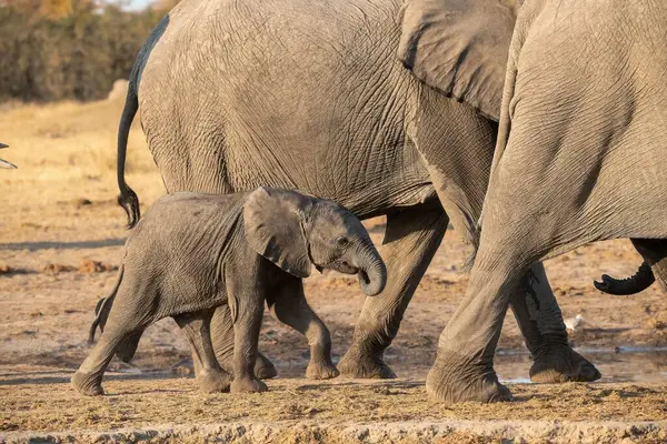 Afrika fili Kruger Park, Güney Afrika ;