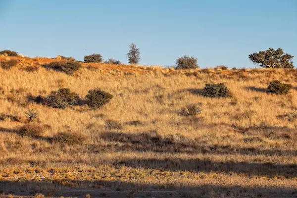 Arka planda ağaç olan güzel bir manzara.