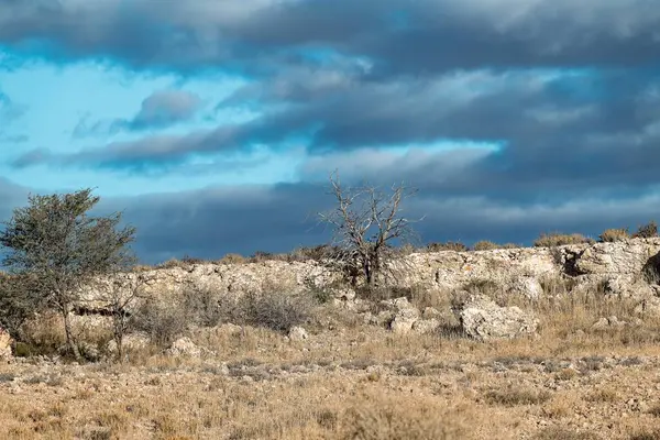 Kuru bir taşı olan büyük bir ağaç.
