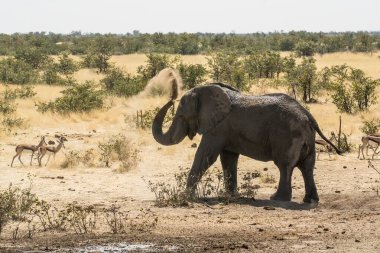 Etoşa Ulusal Parkı 'ndaki bir delikte fil sürüsü. Namibya.
