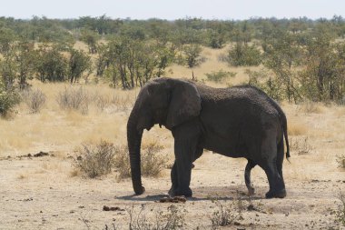 Afrika fili Kruger Ulusal Parkı, Güney Afrika