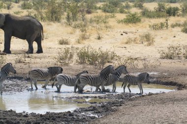 Afrika filleri, Etoşa Ulusal Parkı, Namibya, Afrika