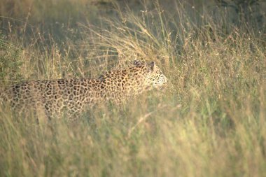 Kenya bozkırında çita