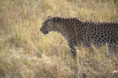 Kenya bozkırında leopar