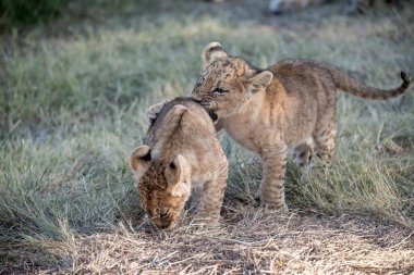 Güney Afrika 'daki Kruger Ulusal Parkı çimlerinde oynayan iki aslan yavrusu..