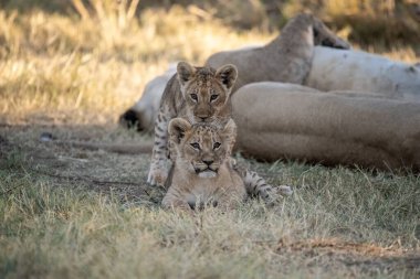 lion cubs playing in the savannah in south africa