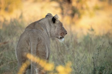 Kenya 'daki savanada güzel bir aslan