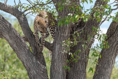Güney Afrika 'daki Kruger parkındaki ağaçta oturan bir leopar..