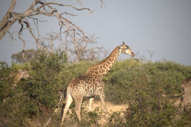 Zürafa camelopardalis, etosha Ulusal Parkı, Namibya, Afrika