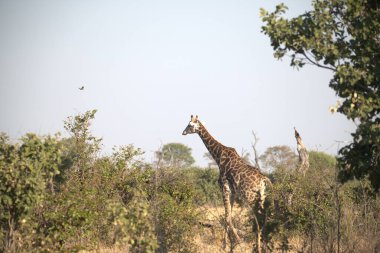 Afrika 'daki Kruger Ulusal Parkı' nda zürafa