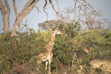 Afrika 'nın güneyindeki Kruger parkında zürafa.