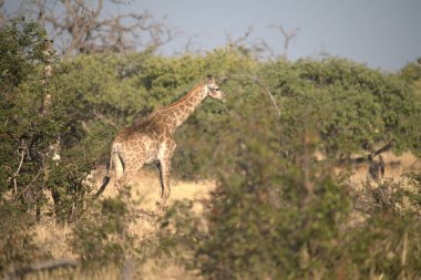 Güney Afrika 'daki Kruger Ulusal Parkı' nda zürafa.