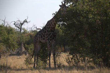 Kenya savanasında bir zürafa