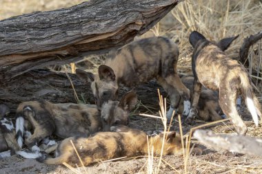 Güney Afrika 'daki Kruger Ulusal Parkı' nda vahşi bir sırtlan.