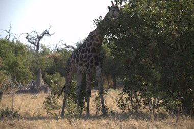 Kenya savanasında zürafa