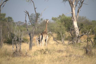 Zürafalar, Afrika Ulusal Parkı, Kenya