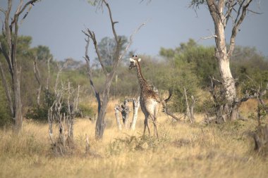 Güney Afrika 'daki Kruger Ulusal Parkı' nda zürafa.