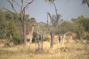 Afrika savanındaki zürafa