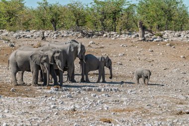 Afrika savanındaki fil.