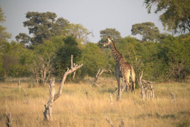 Afrika 'nın güneyindeki Kruger parkında zürafa.