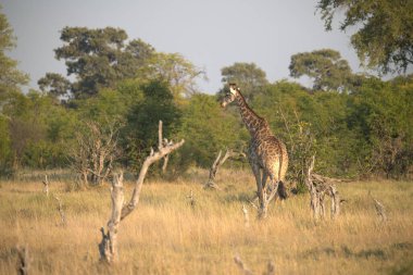 Kenya savanasında zürafa