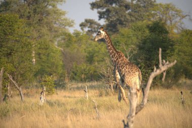Çimlerin üzerinde bir zürafa
