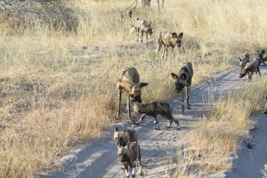 Afrikalı vahşi hayvanlar doğada