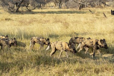 Afrika vahşi hayvanları (Afrika aslanı) )