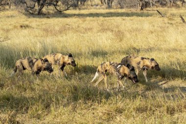 Vahşi köpekler çimenlerde koşuyor..